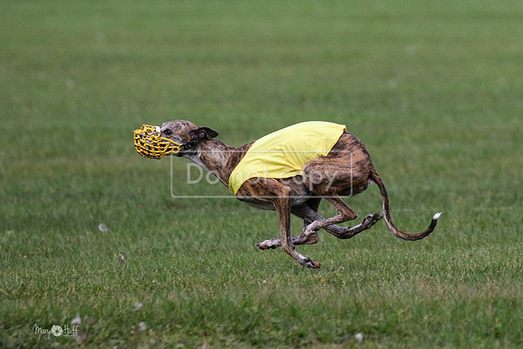 MCH75973 Katie, Cookie, Dasher