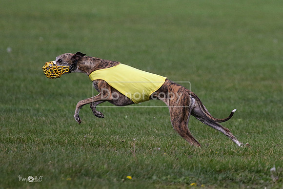MCH75974 Katie, Cookie, Dasher
