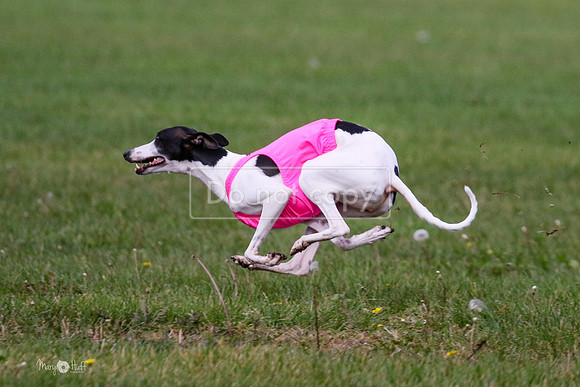 MCH75975 Katie, Cookie, Dasher