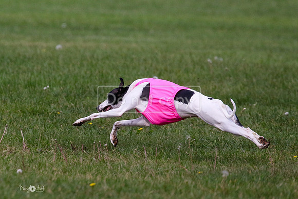 MCH75979 Katie, Cookie, Dasher