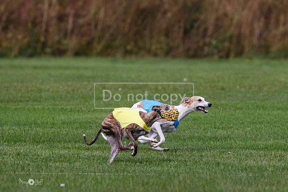 MCH75985 Katie, Cookie, Dasher