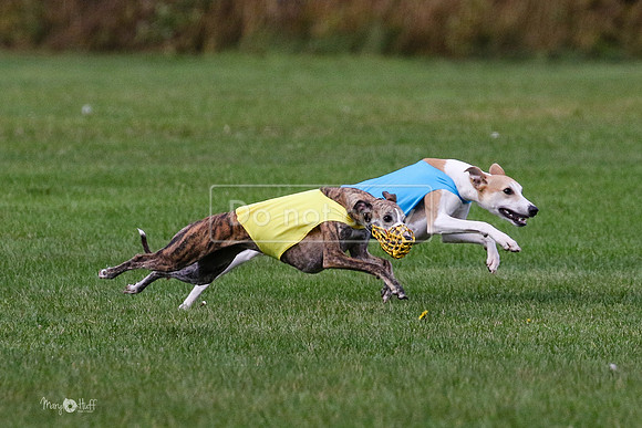 MCH75986 Katie, Cookie, Dasher