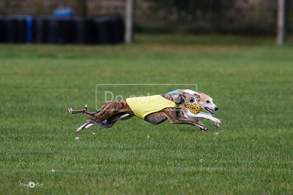MCH75991 Katie, Cookie, Dasher