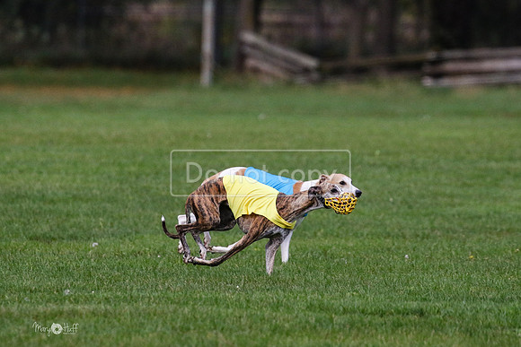 MCH75992 Katie, Cookie, Dasher