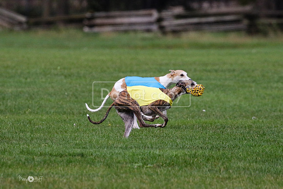 MCH75993 Katie, Cookie, Dasher