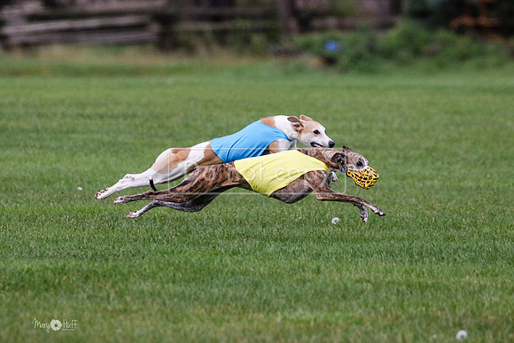 MCH75994 Katie, Cookie, Dasher