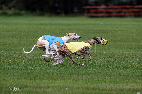 MCH75996 Katie, Cookie, Dasher