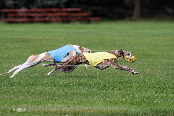 MCH75997 Katie, Cookie, Dasher