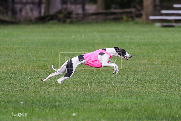MCH76002 Katie, Cookie, Dasher
