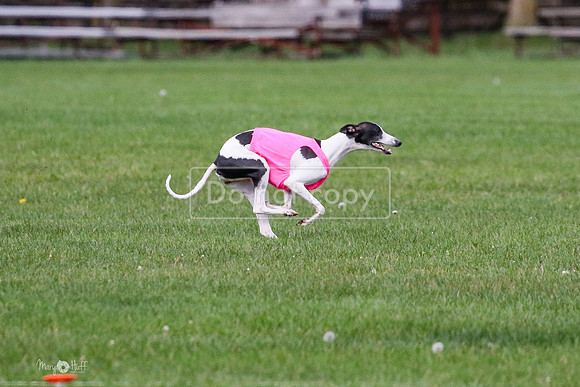 MCH76004 Katie, Cookie, Dasher