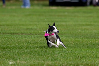 Whippet Open