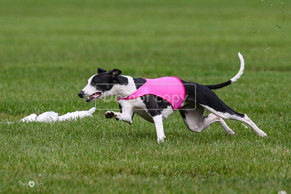 MCH76013  Ripples, Reo, Dega