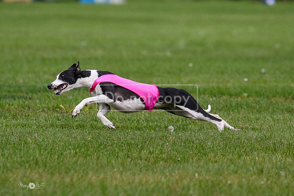 MCH76017  Ripples, Reo, Dega