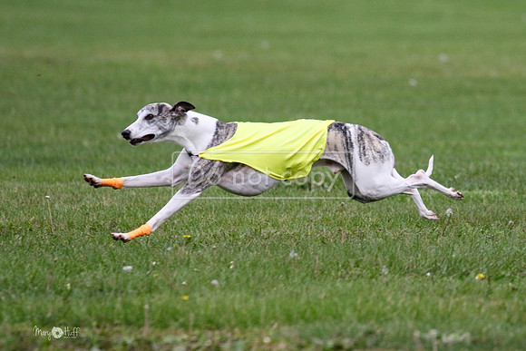 MCH76021  Ripples, Reo, Dega