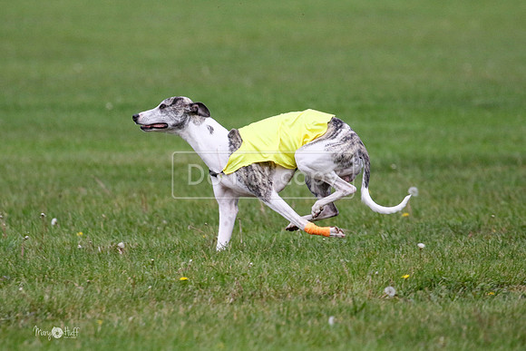 MCH76025  Ripples, Reo, Dega
