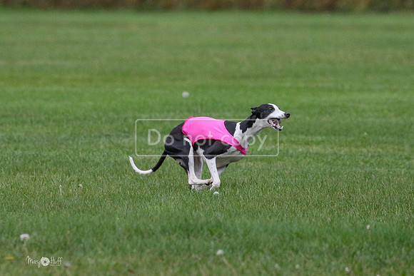 MCH76029  Ripples, Reo, Dega