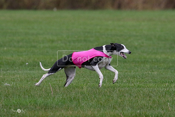 MCH76035  Ripples, Reo, Dega