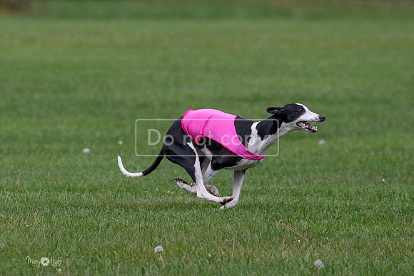 MCH76037  Ripples, Reo, Dega