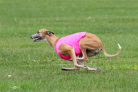 Whippet Flight B