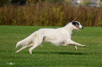 Test Dog