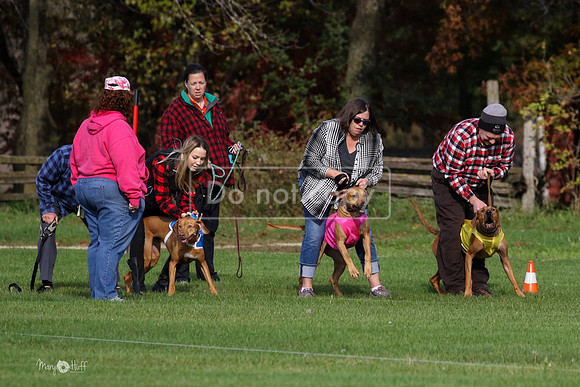 MCH75273  Libby, Olive, Kingsley