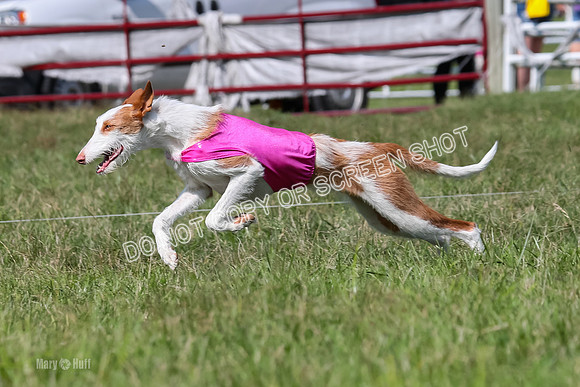 Prelim, Unknown Dogs-7684