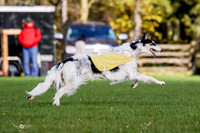 MCH77263   Dash, Piper