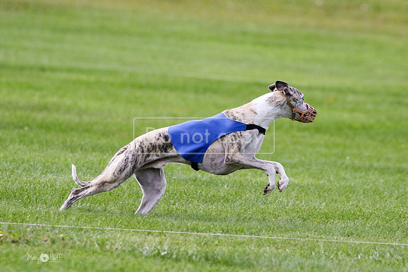 MCH77531  Ruthless, June, Hank