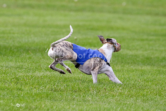MCH77538  Ruthless, June, Hank