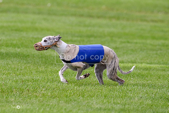MCH77545  Ruthless, June, Hank