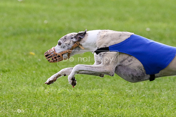 MCH77556  Ruthless, June, Hank