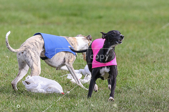 MCH77576  Ruthless, June, Hank