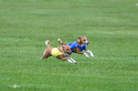 Basenji