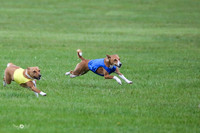 MCH59087   Ruby, Pepper, Nala