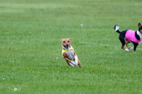 MCH59088   Ruby, Pepper, Nala