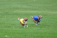 MCH59086   Ruby, Pepper, Nala