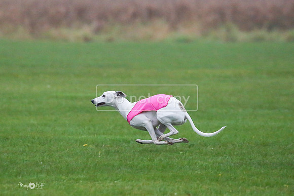 MCH59137   Dasher, Olivia