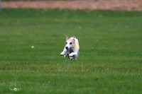 MCH59140   Dasher, Olivia