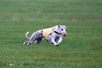 Whippet