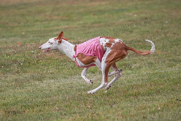 1 Prelims Fch 1 Penny Jadis Willow-5801
