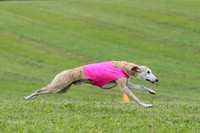 Prelim Veteran 1, Akela Ricky Bobby Blue-6264