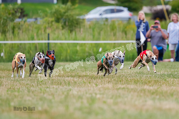 Prg 2, Race 4, Marty, Bogie, Denim, Meatloaf, Blaze, Raz-0984