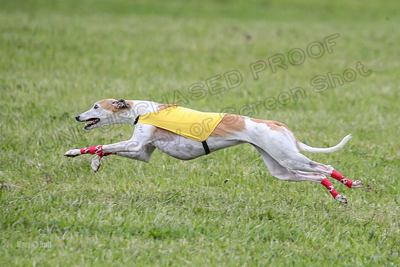 Prelim Veterans 5, Fleet Herman Blue-0205
