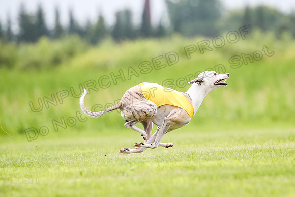 Finals Fch-Vet 2, Wilson Buttercup-1749