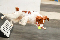 Race 66 Milwaukee Dogs*Great Balls of Fur - BOTC*In Flight