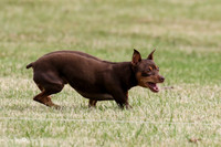 MCH79218