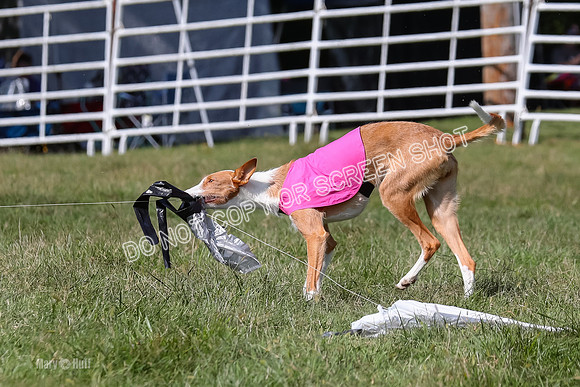Open Prelim B1, Libby, Rogue, Penny-7797
