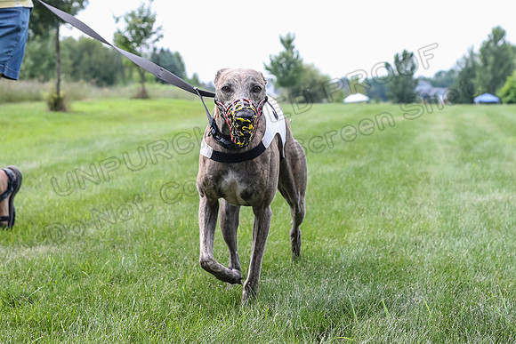 prg 1 race 4 lola Willow Finely Ullr Ready-3572