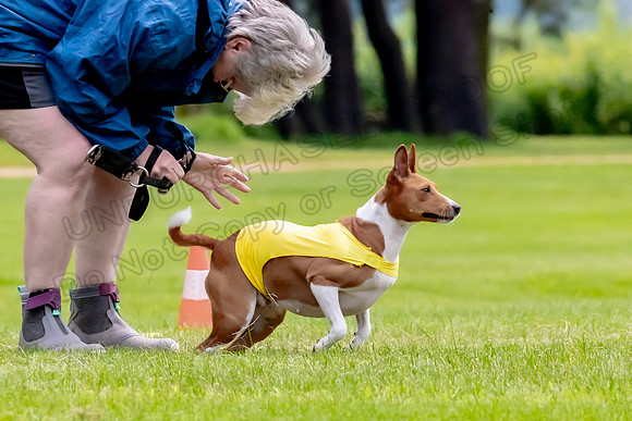 Finals Basenji-1333