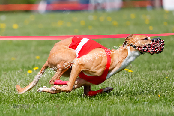 NOTRA Program 2, Race 9, Savvy Elia Chernobog Coyote-2-6